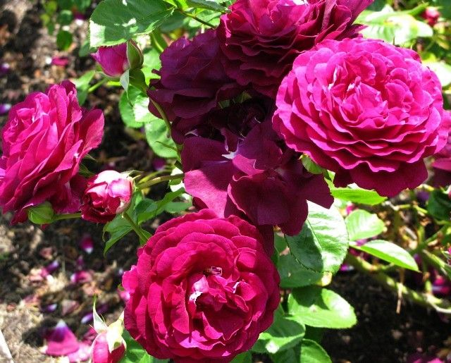  photo 5TwilightZoneatsjmunigardcarruth13IMG_120371gamma_zps36fcab37.jpg